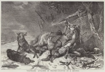 Reisender von Wölfen angegriffen